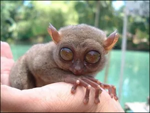 tarsier1_1h0.jpg