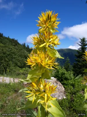 egentianejaune001.jpg