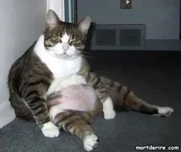 gros-chat.jpg