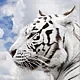 tiger.jpg