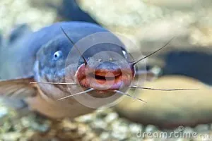 freshwater-catfish-24824948.jpg