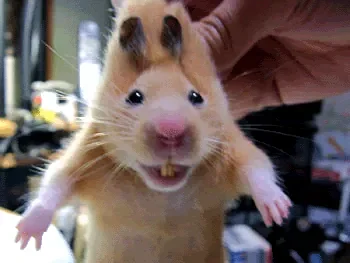 rat.gif