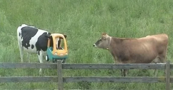 vache-camouflage.jpg