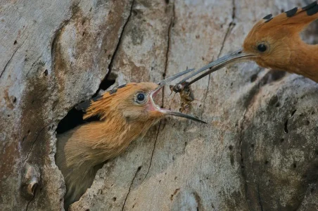 909l-huppe-fasciee-d-afrique-upupa-africana.jpg