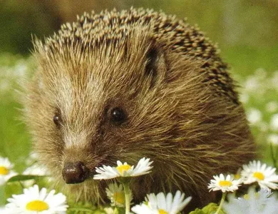 S8-Igel.jpg