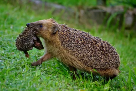 igel-mit-kind.jpg