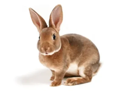 lapin.jpg