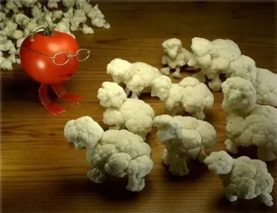 moutons-de-choux-fleur.jpg