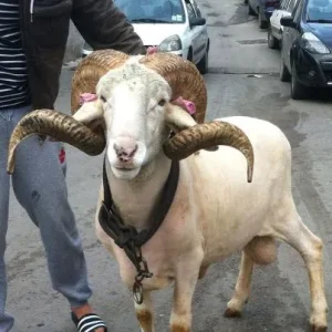 Moutons-COMBATS.jpg