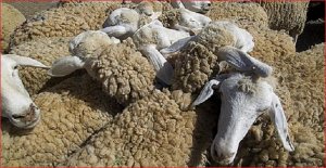Importation-tunisie-mouton-aid-el-kebir.jpg