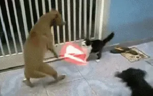200 (36).gif