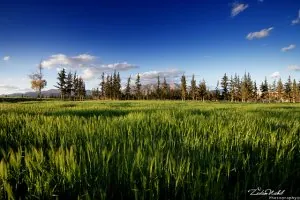 WheatfieldZedamnabil.jpg