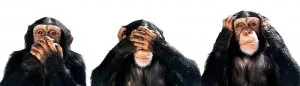 chimps2.jpg