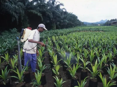 plantation-de-palmiers-a-huile_620x465.jpg