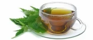ortie-tisane-300x131.jpg