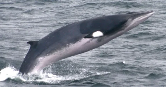 rorqual-commun.jpg