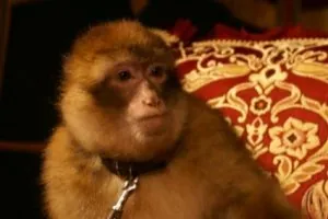 macaque.jpg