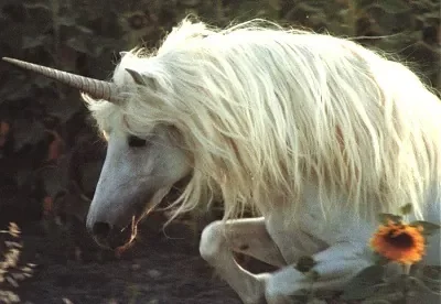 licorne6.jpg
