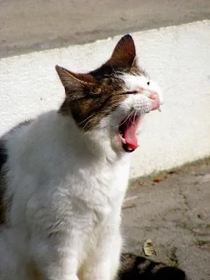 fatigué.jpg