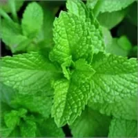mint.png