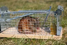 piege-grille-rat-preview-7609638.jpg