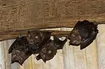 1255681-comment-faire-sortir-une-chauve-souris-de-la-maison.jpg