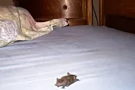1255688-comment-faire-sortir-une-chauve-souris-de-la-maison.jpg