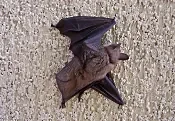 1255699-comment-faire-sortir-une-chauve-souris-de-la-maison.jpg