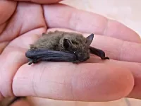 1255709-comment-faire-sortir-une-chauve-souris-de-la-maison.jpg