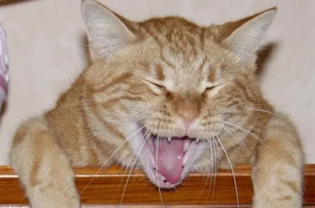 231629-bah-chat-alors.jpg