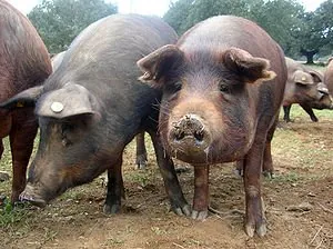 300px-Porc_ib%C3%A9rique_Cerdo_ib%C3%A9rico.JPG