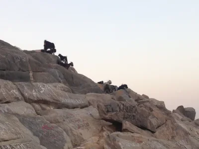 chevres-jabal-nour-omra-2015.jpg