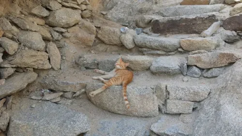 chat-thawr.jpg