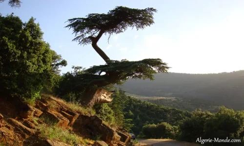 hauteurs-batna.jpg