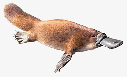 1003003-Ornithorynque.jpg