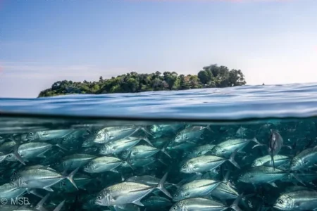 photo-sous-surface-eau-aquatique-incroyables-34.jpg
