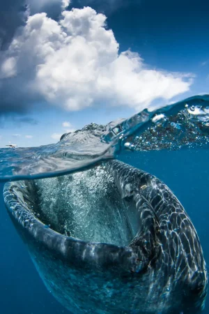 photo-sous-surface-eau-aquatique-incroyables-31.jpg