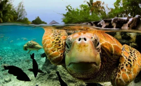 photo-sous-surface-eau-aquatique-incroyables-21.jpg