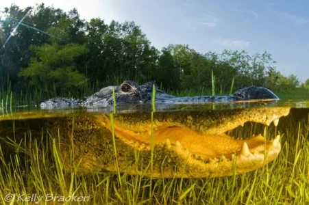photo-sous-surface-eau-aquatique-incroyables-22.jpg