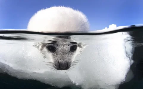 photo-sous-surface-eau-aquatique-incroyables-18.jpg
