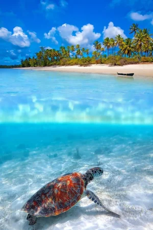 photo-sous-surface-eau-aquatique-incroyables-12.jpg