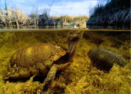 photo-sous-surface-eau-aquatique-incroyables-8.jpg