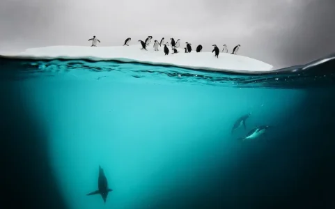 photo-sous-surface-eau-aquatique-incroyables-5.jpg