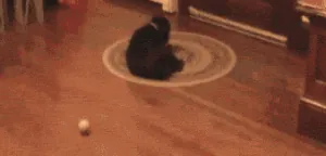 Dog%20Bone%20Trick.gif
