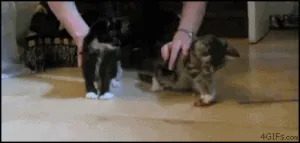 combined-gifs-cat-chuck-norris.gif