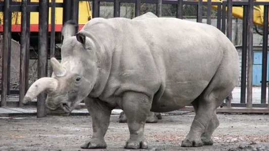 white_rhinocerus.png