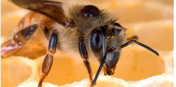 13548295-comment-les-abeilles-uvrent-contre-la-calvitie.jpg