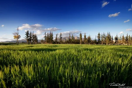 WheatfieldZedamnabil.jpg