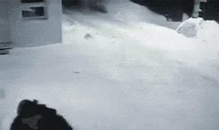1342040558-cats.gif