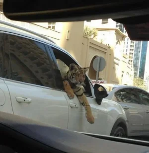 Dubai-Mascotas-2.jpg